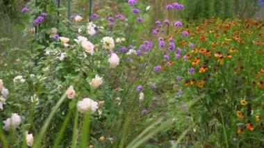 Yağmurdan sonra yaz bahçesini kapatın. Helenyum ve verbena bonariensis çiçekleri rüzgarda hareket ediyor.