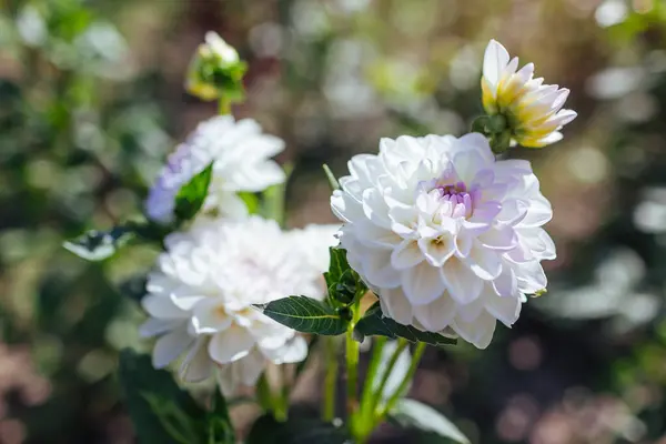 stock image Close up of white dahlia Eveline flowers blooming in summer garden on flower bed. Floral landscape background