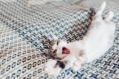 Evdeki battaniyeyle kaplı kanepede esneyen beyaz ve gri kedi. Hayvan esneme hareketleri. Uykulu kedi yavrusu rahat ve rahat hissediyor.