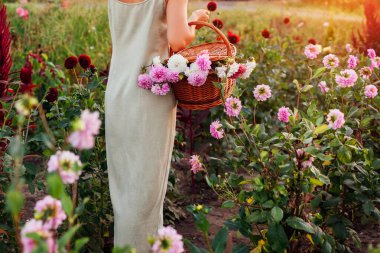 Bir sepet dolusu yıldız çiçeği yakın. Gün batımında tarlada çiçek toplayan kadın çiftçi. Açık hava bahçe işleri.