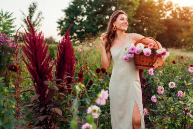 Portrait of young woman farmer picking dahlias in basket between rows of flowers at sunset. Gardener growing fall cut flowers outdoors clipart