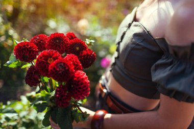 Gardener holding bouquet of burgundy dahlia blooms. Close up. Young woman picking red pompon dahlia flowers. Top view clipart