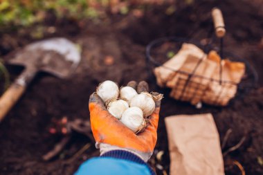 Sonbahar ekimi. Bahçıvan, sonbahar bahçesindeki toprağa kürek kullanarak alabalık ampulleri ve çıplak şakayık yumrusu dikiyor. Kapat.