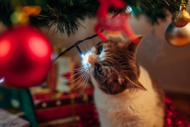 Süslü Noel ağacında ışıklarla oynayan meraklı bir kedi. Evcil hayvan evde süs eşyalarıyla eğleniyor. Yeni Yıl