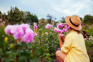 Çiçekler arasında pembe yıldız çiçeği toplayan kadın çiftçinin arka görüntüsü. Bahçıvan elinde çiçek buketi tutuyor. Çiçekleri kes