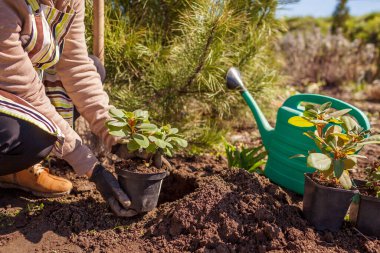 Bahçıvan bahçıvan bahçıvan bahçıvan bahçesindeki toprağa rhododendron çalısı dikiyor. Yeşil bitkilerle dolu bir konteynır tutan, eldivenli, dışarıda çalışan bir kadın. Adım adım talimat