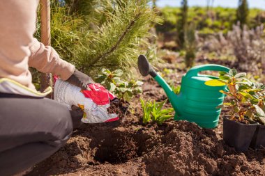 Bahçıvan, bahçıvan bahçesine rhododendron ağacı dikerken çuvala asit toprağı ekiyor. Bahçe düzenleme çiçek sınırı. Adım adım talimat