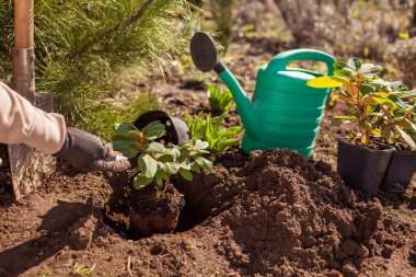 Bahçıvan bahçıvan bahçıvan bahçeye rhododendron ekerken çukura granüllü gübre ekti. Yeşillik bitkiyle ilgileniyorum. Adım adım talimat