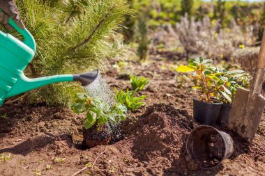 Bahçıvan çalı sularken bahçıvan çalı çalılarını sulama tenekesi kullanarak baharda bahçeye ekiyor. Adım adım talimat