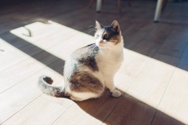 Kedi güneşli aydınlık odada pencere kenarında fayanslı zemine oturur. İki renkli beyaz ve gri evcil hayvan mutfaktaki sıcak zeminde dinleniyor. Kapat.