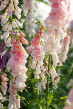 Yaz bahçesinde çiçek açan tilki eldivenlerini kapatın. Şeftali rengi kayısı pembe bej dijitalis çiçekleri çiçek tarhında grup halinde yetişir. Gün batımı manzarası