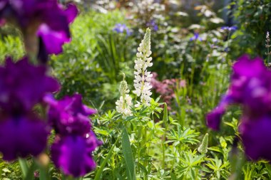 Bahar bahçesinde beyaz lup çiçek açar. Lupin bitkisi yaz çiçeklerinde mor sakallı irislerin arasında yetişir. Kapat.
