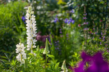 Bahar bahçesinde Lupine çiçek açar. Beyaz çiçekler irislerin arasında yetişir ve yaz çiçeklerinde adaçayı. Boşluk