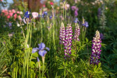 Bahar bahçesinde Lupine çiçek açar. Mor çiçekler mavi süsen çiçeklerinin arasında büyür, güller yaz çiçeklerinin arasında gün batımında çiçek açar..