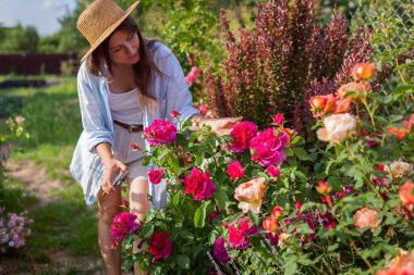 Gül toplayan mutlu bahçıvanın portresi. Kadın, gün batımında bahçede dolaşmaktan zevk alan bir budama bezi tutuyor. İngiliz gülü William Shakespeare 'in Magenta çiçekleri
