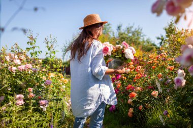 Genç bahçıvan buket için yaz bahçesinde gül topluyor. Kadın elinde çiçek açan çalılarla çevrili bir kova tutuyor. Arka plan