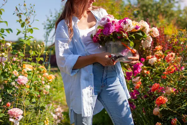 Yaz bahçesinden toplanmış taze güllerle dolu bir kova tutan gülümseyen kadın. Çiçek çiftçisi düzenlemeler için İngiliz gülleri yetiştiriyor.