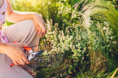 Bahçıvan kadın, yaz bahçesinde nane şekeri buduyor. Makasla budanmış budanmış çiçekler sepete saplanmış saplar. Ölü nepeta