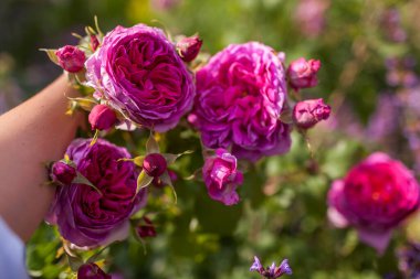 Bahçıvan, yaz bahçesinde açan mor İngiliz gülünü tutuyor. Genç Lycidas Austin, çifte nostaljik pembe mor çiçeklerle dolu bir çalılık.