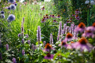 Bahçe bahçesinde ekinezya ve agastache ile çiçek açan mavi ekinoplar. Pennisetum süs çimleri ve çam ağacının yanındaki dünya devedikeni çiçekleri. Peyzaj