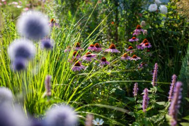 Bahçe bahçesinde ekinezya ve agastache ile çiçek açan mavi ekinoplar. Pennisetum süs çimleri ve çam ağacının yanındaki dünya devedikeni çiçekleri. Peyzaj