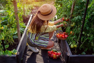 Kadın bahçıvan kaldırılmış yataklarda büyüyen domatesleri kontrol ediyor. Domates salatalığı hasadı. Çiftçi sebzeleri sepete koyar. Sonbahar mahsulü.