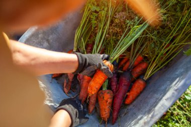Havuç hasadı. Çiftçi, olgun organik havuçları el arabasına koyuyor. Sebze güz mahsulünün en üst görüntüsü. Bahçede sağlıklı yiyecekler yetiştiriyor.