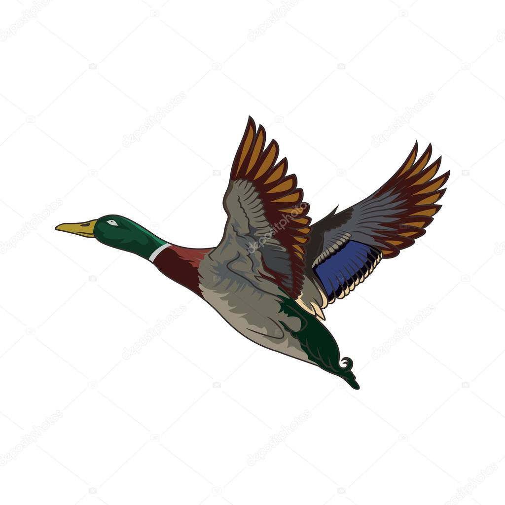 Mallard duck hunting illustration logo vector image t shirt