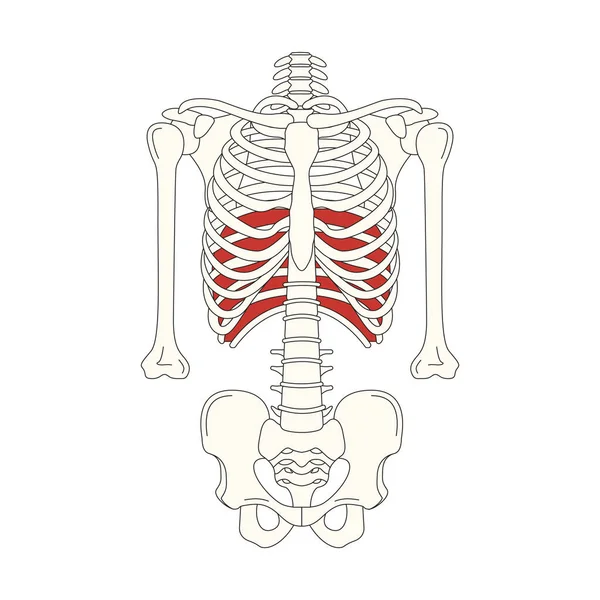 人間の筋肉の解剖図 — ストックベクタ