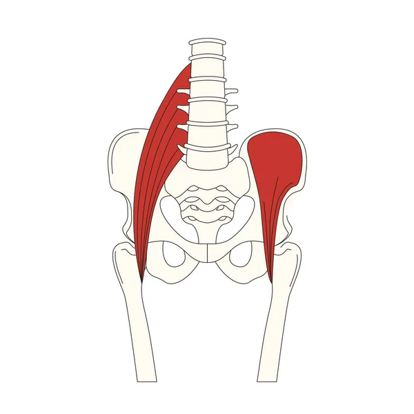 Menselijke Spier Anatomie Vector Illustratie — Stockvector