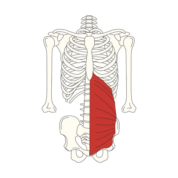 Ludzki Mięsień Anatomia Wektor Ilustracja — Wektor stockowy