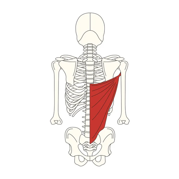 Anatomie Lidského Svalu Vektorová Ilustrace — Stockový vektor