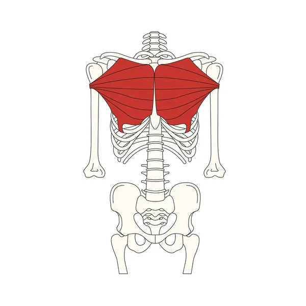 Menselijke Spier Anatomie Vector Illustratie — Stockvector