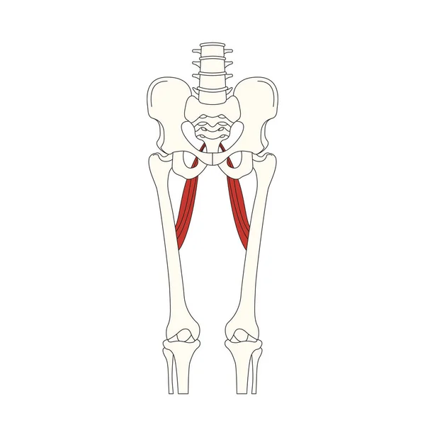 Anatomía Muscular Humana Vector Ilustración — Archivo Imágenes Vectoriales