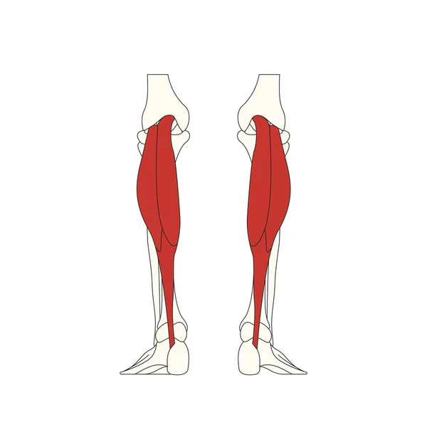 Illustrazione Vettoriale Anatomia Muscolare Umana — Vettoriale Stock