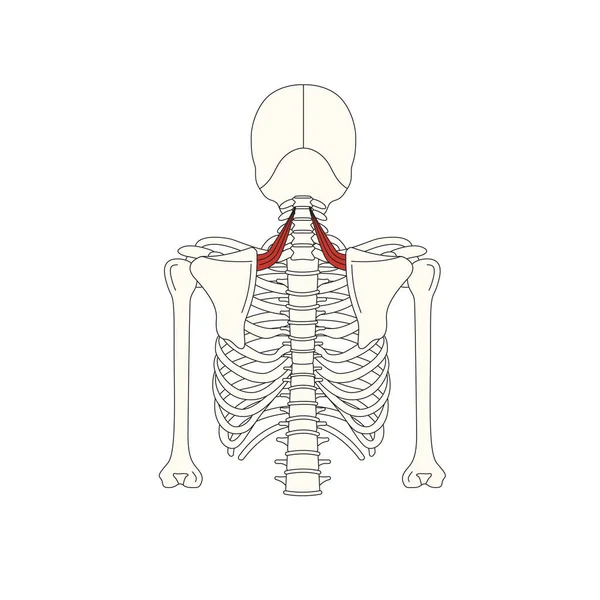 Anatomie Lidského Svalu Vektorová Ilustrace — Stockový vektor