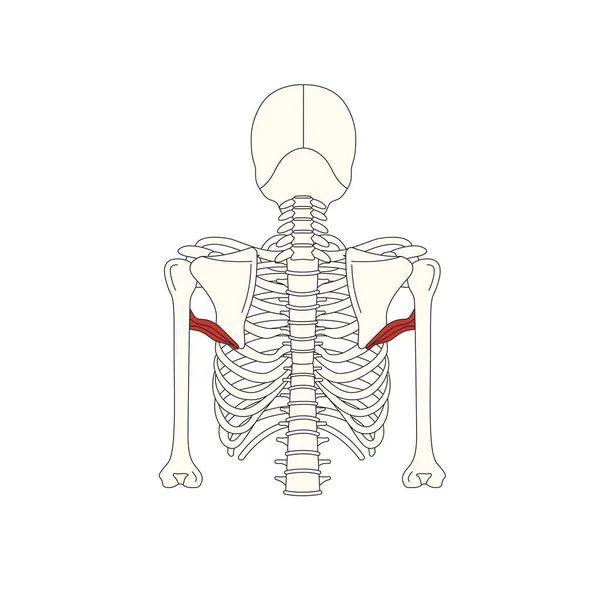 人体肌肉解剖学矢量图解 — 图库矢量图片