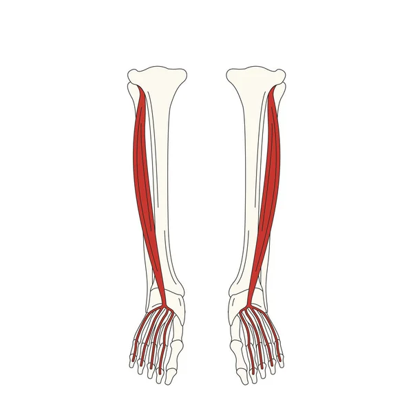 Anatomia Muscular Humana Ilustração Vetorial —  Vetores de Stock