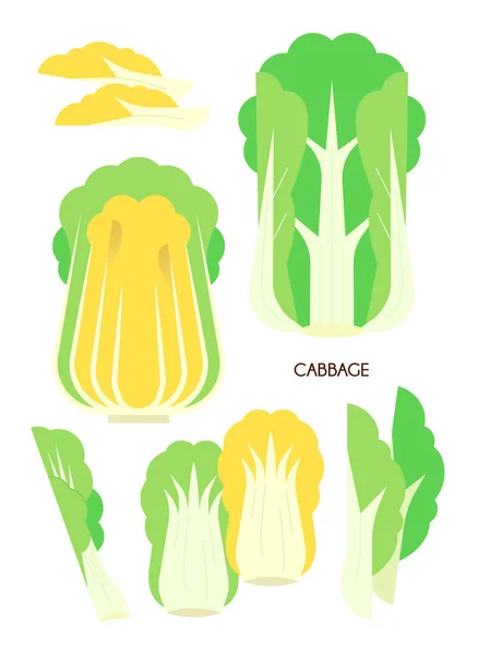 stock vector cabbage vegetable vector illustration