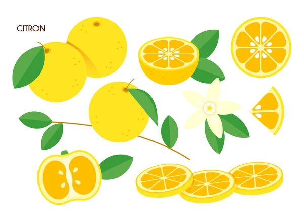 Citron Fruit Vector Illustration — Stock Vector