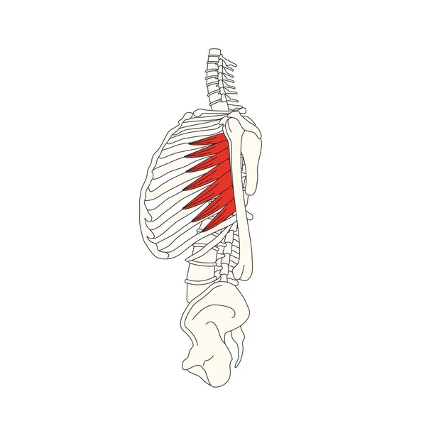 Illustration Vectorielle Anatomie Musculaire Humaine — Image vectorielle