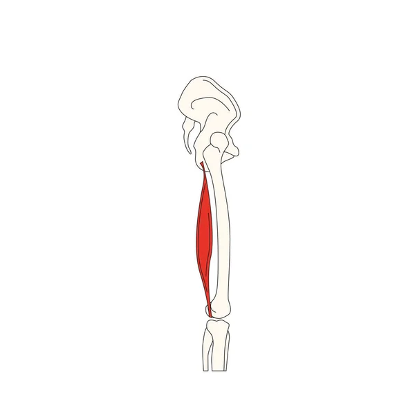 Mänsklig Muskel Anatomi Vektor Illustration — Stock vektor