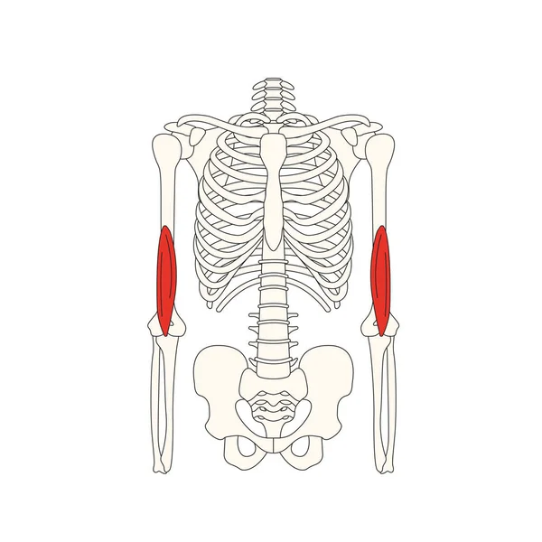 Векторная Иллюстрация Анатомии Человека — стоковый вектор