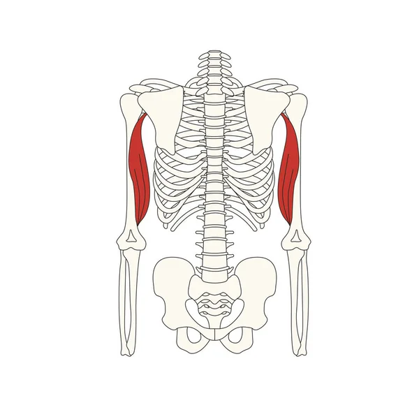 Human Muscle Anatomy Vector Illustration — Stock Vector