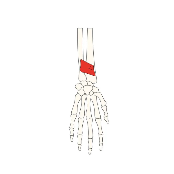 Human Muscle Anatomy Vector Illustration — Stock Vector