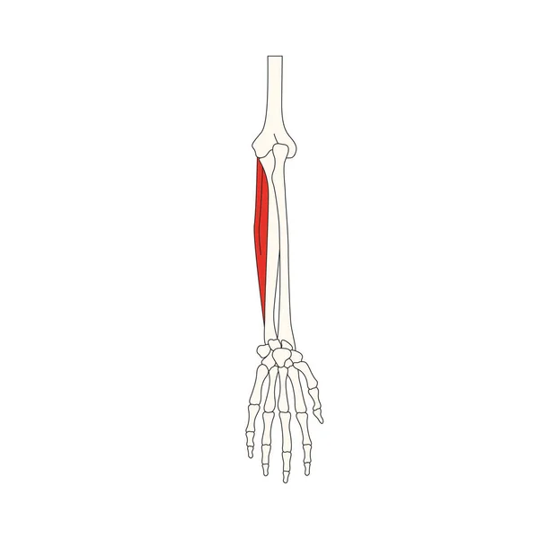 Anatomía Muscular Humana Vector Ilustración — Vector de stock