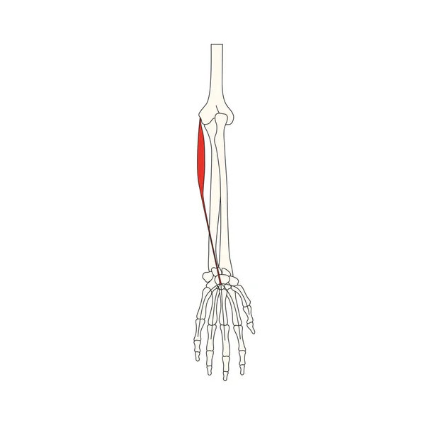 stock vector human muscle anatomy vector illustration