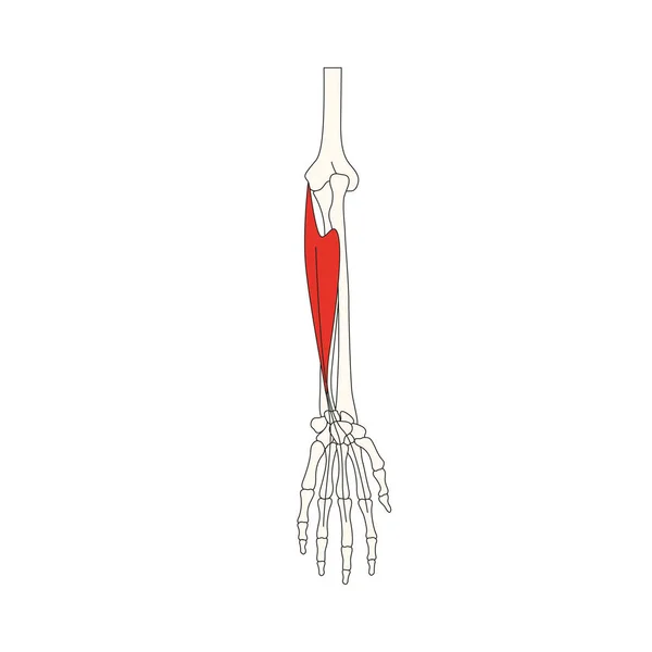 Anatomía Muscular Humana Vector Ilustración — Vector de stock