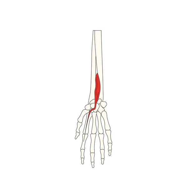 Anatomia Muscular Humana Ilustração Vetorial — Vetor de Stock