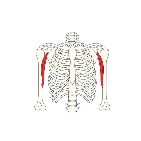 Gambar Vektor Anatomi Manusia - Stok Vektor